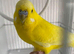 Pair budgie