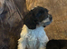 Beautiful cockapoo puppies