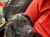 Ready To Go - F2 Cockapoo's Puppies