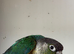 Cock conure