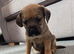 2 girls looking for their forever homes