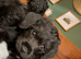 Borderpoo Pups (Border terrier x Miniture poodle)