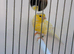 2026 hen waterslager canary