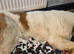 Last Female Saint Bernard Puppy