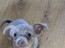 2 x ten week old male pups