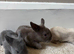 Gorgeous Baby Lionhead Rabbits