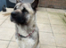 American Akita Urgent Loving Home Needed – 3-Year-Old Female American Akita