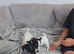 8 week old jack russel pups