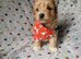 Gorgeous tiny maltipoo puppies