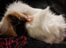 Beautiful female guineapigs for sale