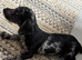 trixie gorgeous fully vaccinated