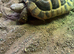Hermann Tortoise Female 4 years old