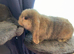 Girl mini lop