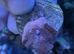 Superman mushroom/ discosoma