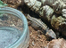WANTED! 2 Female Toad-headed Agamas