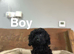Daxiepoo black and black tan girls and boys ready now