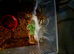 X6 obt kenya tarantula Unsexed