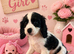 ** RARE COLOURED DNA CLEAR CAVAPOO PUPPIES **