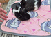 Baby Sister Female Guinea Pigs