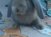 Mini lop boys for sale