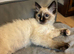 LAST  girl stunning ragdoll extremely loving