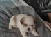 Ready to leave 3 lovely and playful shih tzu puppies