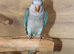 Baby Blue Quaker parrots available.31