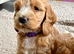 Doodles ( Cocker Spaniel crossed with Aussie Labradoodle