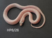Caramel palmetto corn snake baby