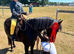 Super Star 11hh Black Pony - Confidence Giver & All-Rounder!