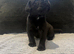 Cane corso puppies - excellent example of their breed