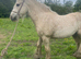 Buddy palomino gelding