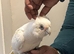 Silly tame beard eyed cockatoo