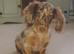 Miniature longhair female