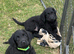 Fully Health Tested F1 Labradoodle Puppies