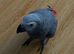 I have a beautiful parrot