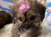 ADORABLE SHORKIE PUPPIES