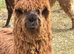 Yearling Suri Alpaca boys