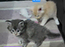 6 stunning Mainecoon babies