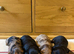 KC Reg Miniature long haired dachshund puppies