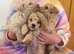 Beautiful F1 Poochon puppies