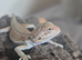 Stunning Baby Bearded Dragons – High-Contrast Hypo Morphs (Het Zero)