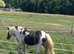 2 year old cob colt