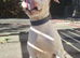 American bulldog