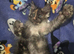 2 x Maine Coon Kittens ONLY FEMALES LEFT