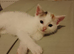 8 week old kitten
