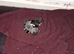 Randomly kittens for sale