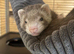 2 male 13 week old ferrets