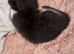 2 male kittens