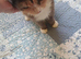 Cat for sale